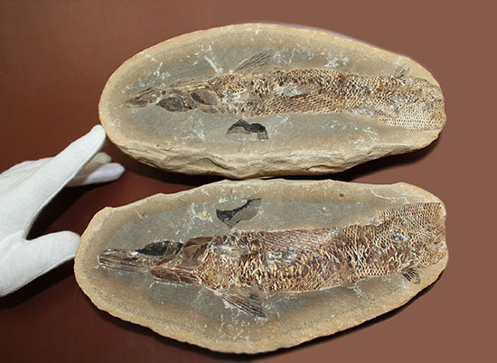 20センチオーバー、３キロ超えの堂々標本。ブラジル・セアラ州産魚化石。（その12）