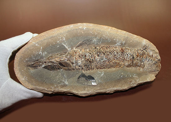 20センチオーバー、３キロ超えの堂々標本。ブラジル・セアラ州産魚化石。（その13）