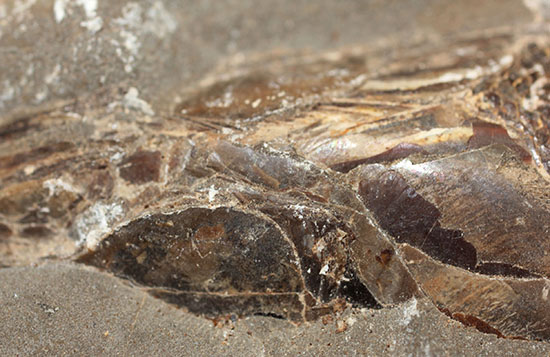 20センチオーバー、３キロ超えの堂々標本。ブラジル・セアラ州産魚化石。（その14）