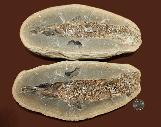 20センチオーバー、３キロ超えの堂々標本。ブラジル・セアラ州産魚化石。（その15）