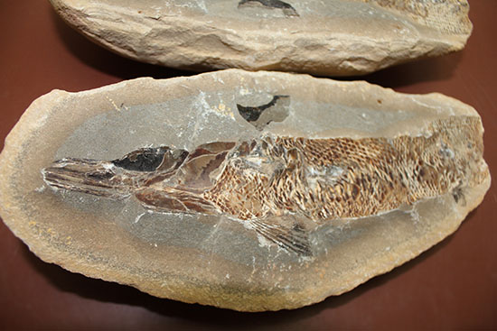 20センチオーバー、３キロ超えの堂々標本。ブラジル・セアラ州産魚化石。（その2）