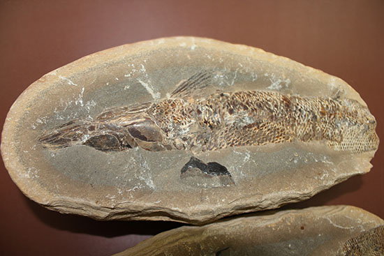 20センチオーバー、３キロ超えの堂々標本。ブラジル・セアラ州産魚化石。（その3）