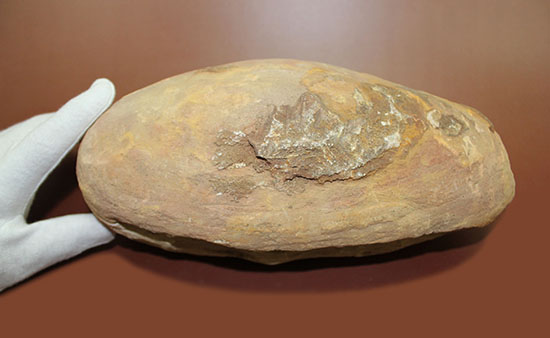 20センチオーバー、３キロ超えの堂々標本。ブラジル・セアラ州産魚化石。（その4）