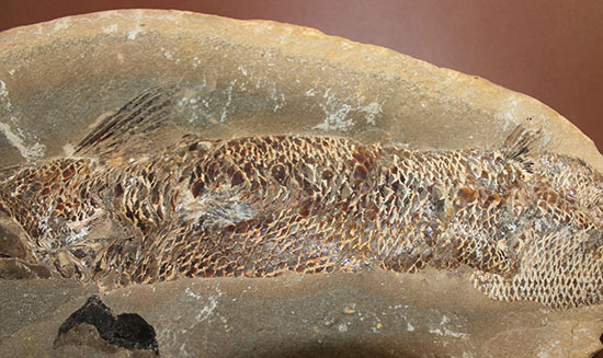 20センチオーバー、３キロ超えの堂々標本。ブラジル・セアラ州産魚化石。（その5）