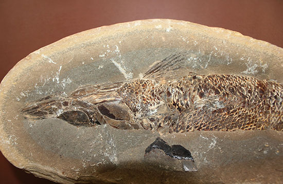 20センチオーバー、３キロ超えの堂々標本。ブラジル・セアラ州産魚化石。（その6）