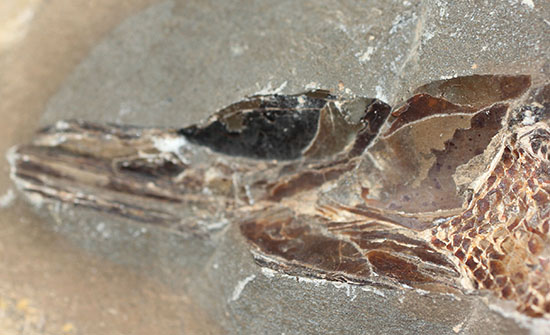 20センチオーバー、３キロ超えの堂々標本。ブラジル・セアラ州産魚化石。（その7）