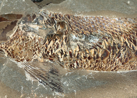 20センチオーバー、３キロ超えの堂々標本。ブラジル・セアラ州産魚化石。（その8）