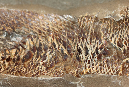 20センチオーバー、３キロ超えの堂々標本。ブラジル・セアラ州産魚化石。（その9）