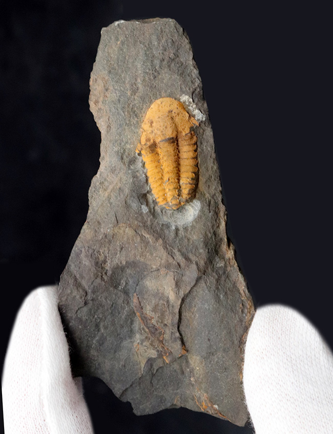 マニアック＆レア！チェコ共和国ボヘミア地方産のカンブリア紀の、極めて古い三葉虫、アグラウロス（Agraulos ceticephalus）の化石（その1）