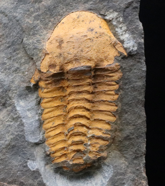 マニアック＆レア！チェコ共和国ボヘミア地方産のカンブリア紀の、極めて古い三葉虫、アグラウロス（Agraulos ceticephalus）の化石（その2）