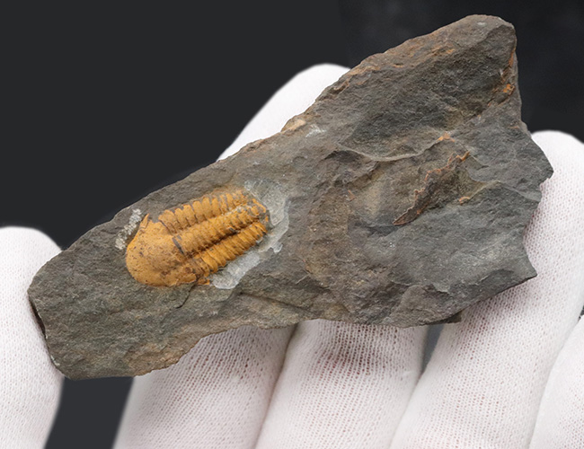 マニアック＆レア！チェコ共和国ボヘミア地方産のカンブリア紀の、極めて古い三葉虫、アグラウロス（Agraulos ceticephalus）の化石（その3）