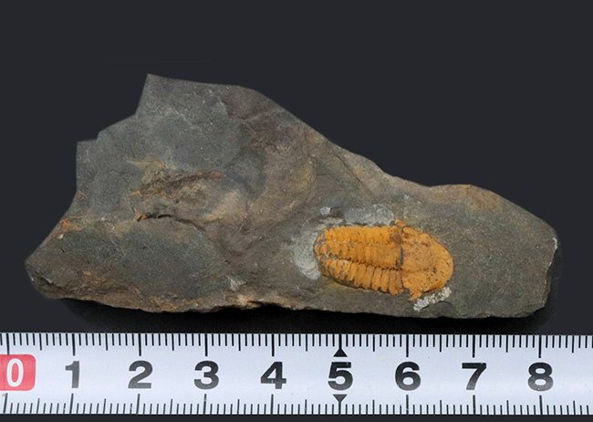 マニアック＆レア！チェコ共和国ボヘミア地方産のカンブリア紀の、極めて古い三葉虫、アグラウロス（Agraulos ceticephalus）の化石（その5）