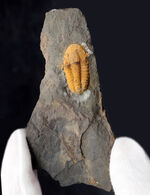 マニアック＆レア！チェコ共和国ボヘミア地方産のカンブリア紀の、極めて古い三葉虫、アグラウロス（Agraulos ceticephalus）の化石