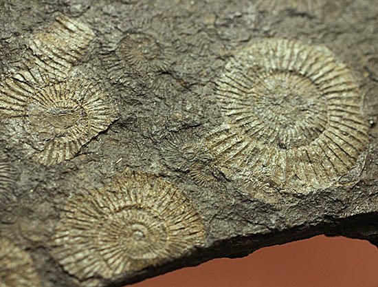黒ジュラ！化石のブランド産地の一つ、ドイツ南部地方、ホルツマーデン産のダクチリオセラスの群集化石(Dactylioceras commune)（その1）