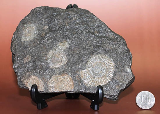 黒ジュラ！化石のブランド産地の一つ、ドイツ南部地方、ホルツマーデン産のダクチリオセラスの群集化石(Dactylioceras commune)（その11）