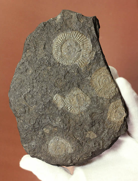 黒ジュラ！化石のブランド産地の一つ、ドイツ南部地方、ホルツマーデン産のダクチリオセラスの群集化石(Dactylioceras commune)（その2）