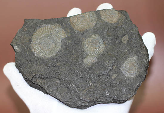 黒ジュラ！化石のブランド産地の一つ、ドイツ南部地方、ホルツマーデン産のダクチリオセラスの群集化石(Dactylioceras commune)（その3）