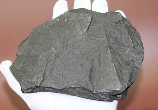 黒ジュラ！化石のブランド産地の一つ、ドイツ南部地方、ホルツマーデン産のダクチリオセラスの群集化石(Dactylioceras commune)（その4）