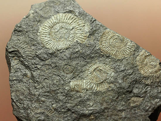黒ジュラ！化石のブランド産地の一つ、ドイツ南部地方、ホルツマーデン産のダクチリオセラスの群集化石(Dactylioceras commune)（その5）