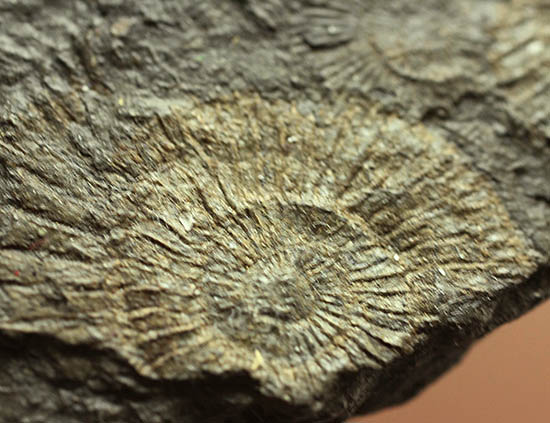 黒ジュラ！化石のブランド産地の一つ、ドイツ南部地方、ホルツマーデン産のダクチリオセラスの群集化石(Dactylioceras commune)（その6）