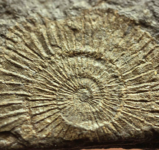 黒ジュラ！化石のブランド産地の一つ、ドイツ南部地方、ホルツマーデン産のダクチリオセラスの群集化石(Dactylioceras commune)（その7）