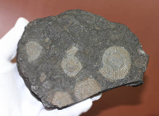 黒ジュラ！化石のブランド産地の一つ、ドイツ南部地方、ホルツマーデン産のダクチリオセラスの群集化石(Dactylioceras commune)（その8）