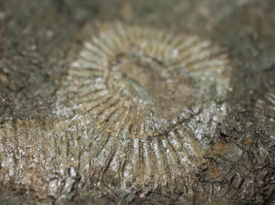 黒ジュラ！化石のブランド産地の一つ、ドイツ南部地方、ホルツマーデン産のダクチリオセラスの群集化石(Dactylioceras commune)（その9）