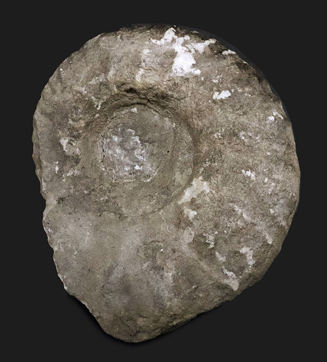 サービスプライス!モロッコの白亜紀の地層より採集されたアンモナイト(Ammonite)(その1)