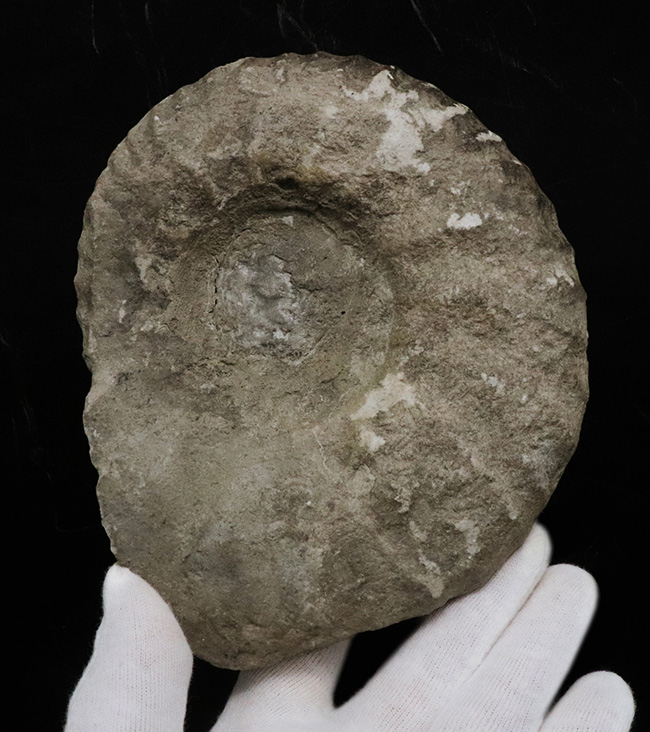 サービスプライス!モロッコの白亜紀の地層より採集されたアンモナイト(Ammonite)(その2)