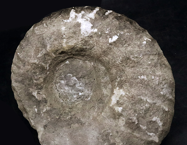 サービスプライス!モロッコの白亜紀の地層より採集されたアンモナイト(Ammonite)(その3)