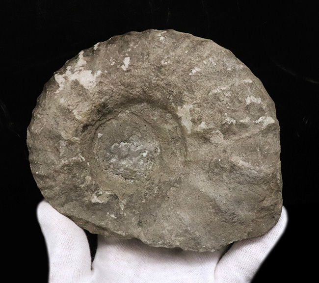 サービスプライス!モロッコの白亜紀の地層より採集されたアンモナイト(Ammonite)(その4)