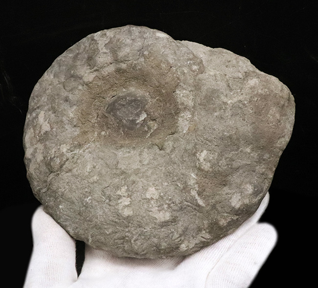サービスプライス!モロッコの白亜紀の地層より採集されたアンモナイト(Ammonite)(その5)