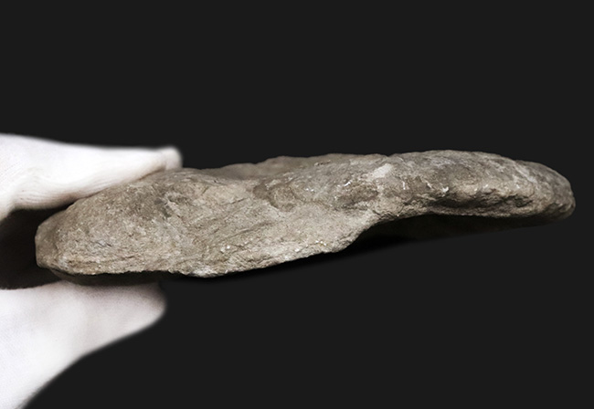 サービスプライス!モロッコの白亜紀の地層より採集されたアンモナイト(Ammonite)(その6)