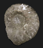 サービスプライス！モロッコの白亜紀の地層より採集されたアンモナイト（Ammonite）