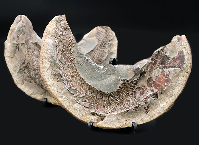 サービスプライス！ウロコが素晴らしい状態で保存されたブラジル産魚の化石。ネガポジ揃っています。（その2）
