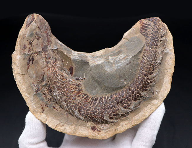 サービスプライス！ウロコが素晴らしい状態で保存されたブラジル産魚の化石。ネガポジ揃っています。（その3）