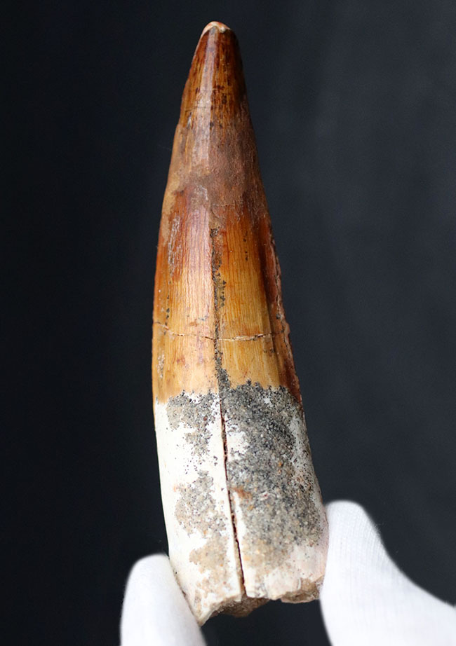 上質のスピノサウルス(Spinosaurus)の歯化石。長く厚みがあり、美しいエナメル質も保存されている、という一挙両得の標本(その1)