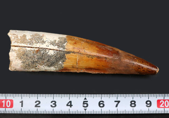上質のスピノサウルス(Spinosaurus)の歯化石。長く厚みがあり、美しいエナメル質も保存されている、という一挙両得の標本(その12)