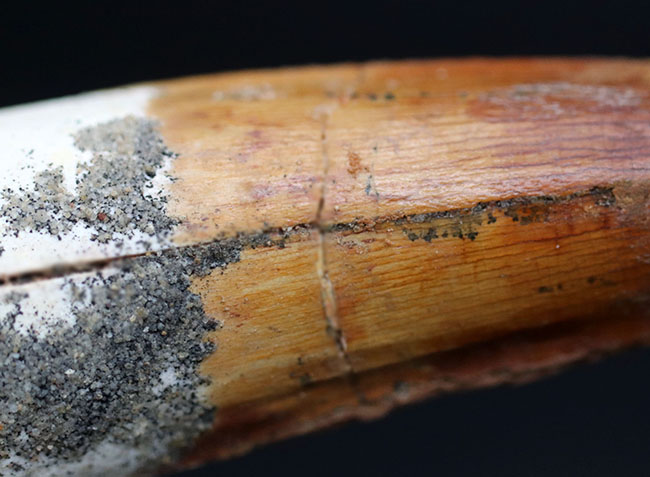 上質のスピノサウルス(Spinosaurus)の歯化石。長く厚みがあり、美しいエナメル質も保存されている、という一挙両得の標本(その6)