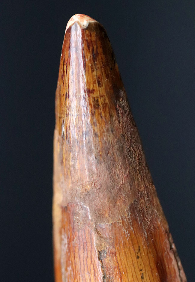 上質のスピノサウルス(Spinosaurus)の歯化石。長く厚みがあり、美しいエナメル質も保存されている、という一挙両得の標本(その7)