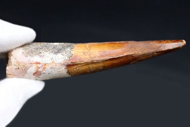 上質のスピノサウルス(Spinosaurus)の歯化石。長く厚みがあり、美しいエナメル質も保存されている、という一挙両得の標本(その8)