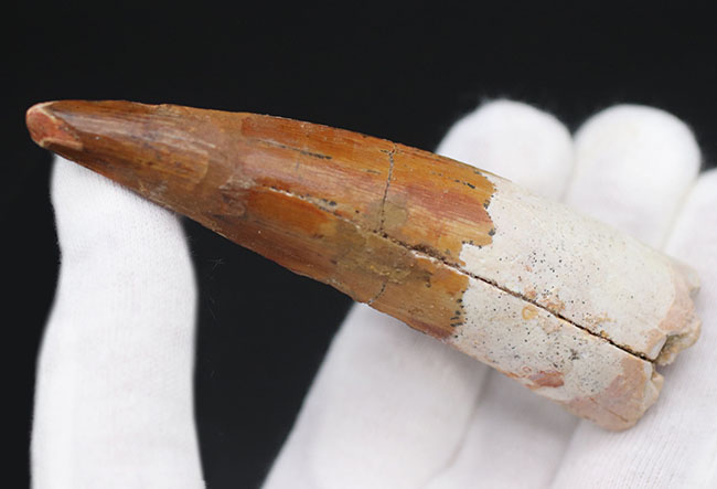 上質のスピノサウルス(Spinosaurus)の歯化石。長く厚みがあり、美しいエナメル質も保存されている、という一挙両得の標本(その9)