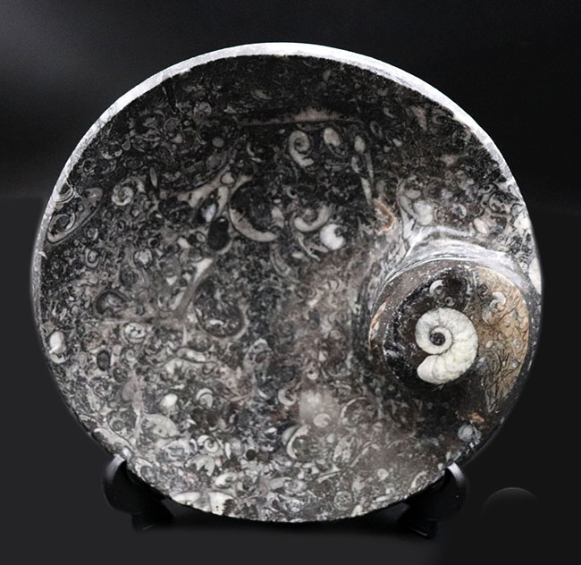 人気！古生代デボン紀の頭足類、ゴニアタイトを使った皿状の化石（その1）