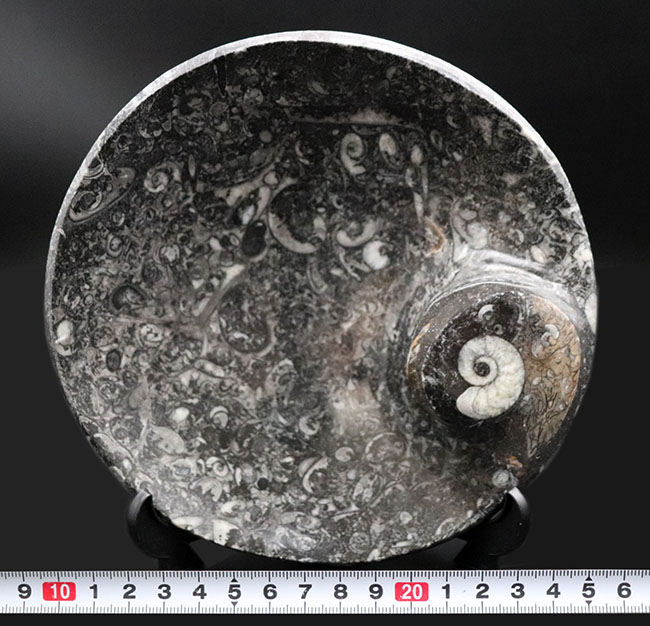 人気！古生代デボン紀の頭足類、ゴニアタイトを使った皿状の化石（その11）
