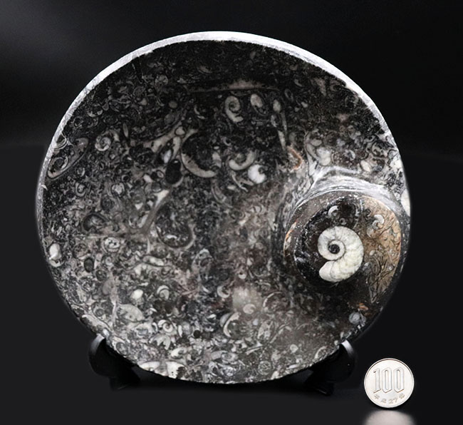 人気！古生代デボン紀の頭足類、ゴニアタイトを使った皿状の化石（その12）