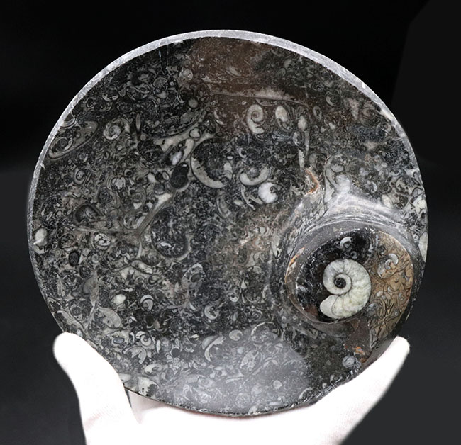 人気！古生代デボン紀の頭足類、ゴニアタイトを使った皿状の化石（その5）
