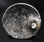 人気！古生代デボン紀の頭足類、ゴニアタイトを使った皿状の化石