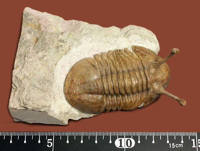 三葉虫 アサフス 直線12cm 巨大 | centroclinicoaveiro.pt