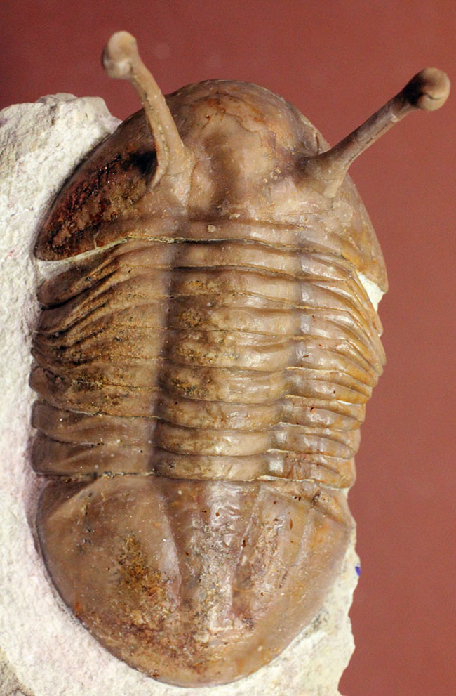 三葉虫コレクター必見！規格外の長さ２６ミリの眼を持つ、８３ミリの巨大標本！ロシア産三葉虫アサフス・コワレフスキー（Asaphus kowalewski）（その2）