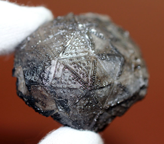 呼名が面白い!米国ニューヨーク産棘皮動物ウミリンゴ(Caryocrinites ornatus)(その1)